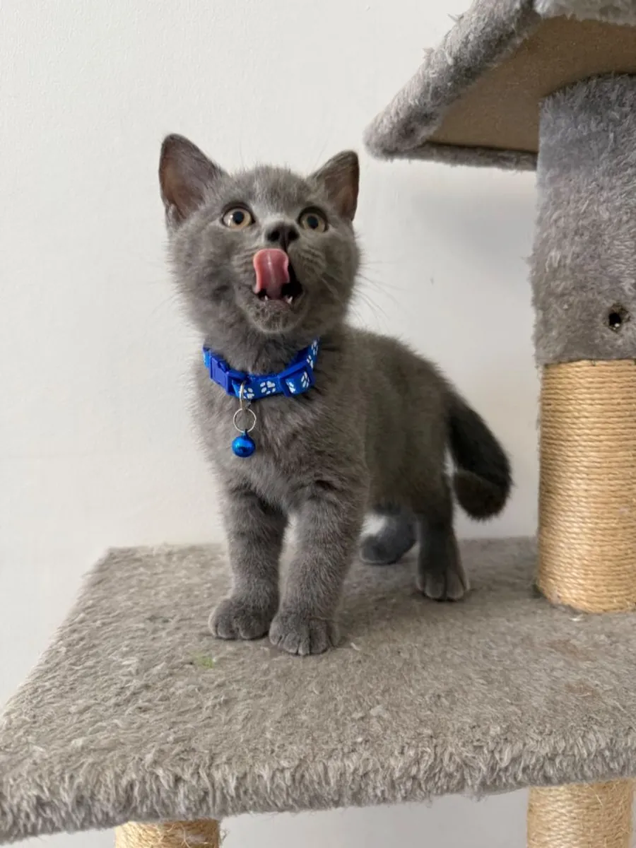 Nos chatons British Shorthair