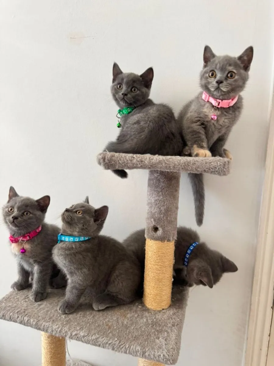 Nos chatons British Shorthair
