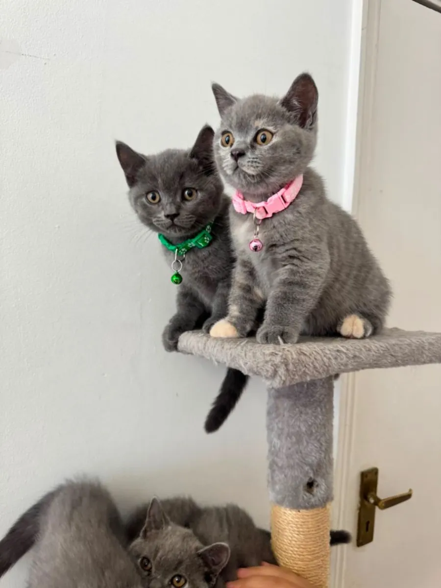 Nos chatons British Shorthair
