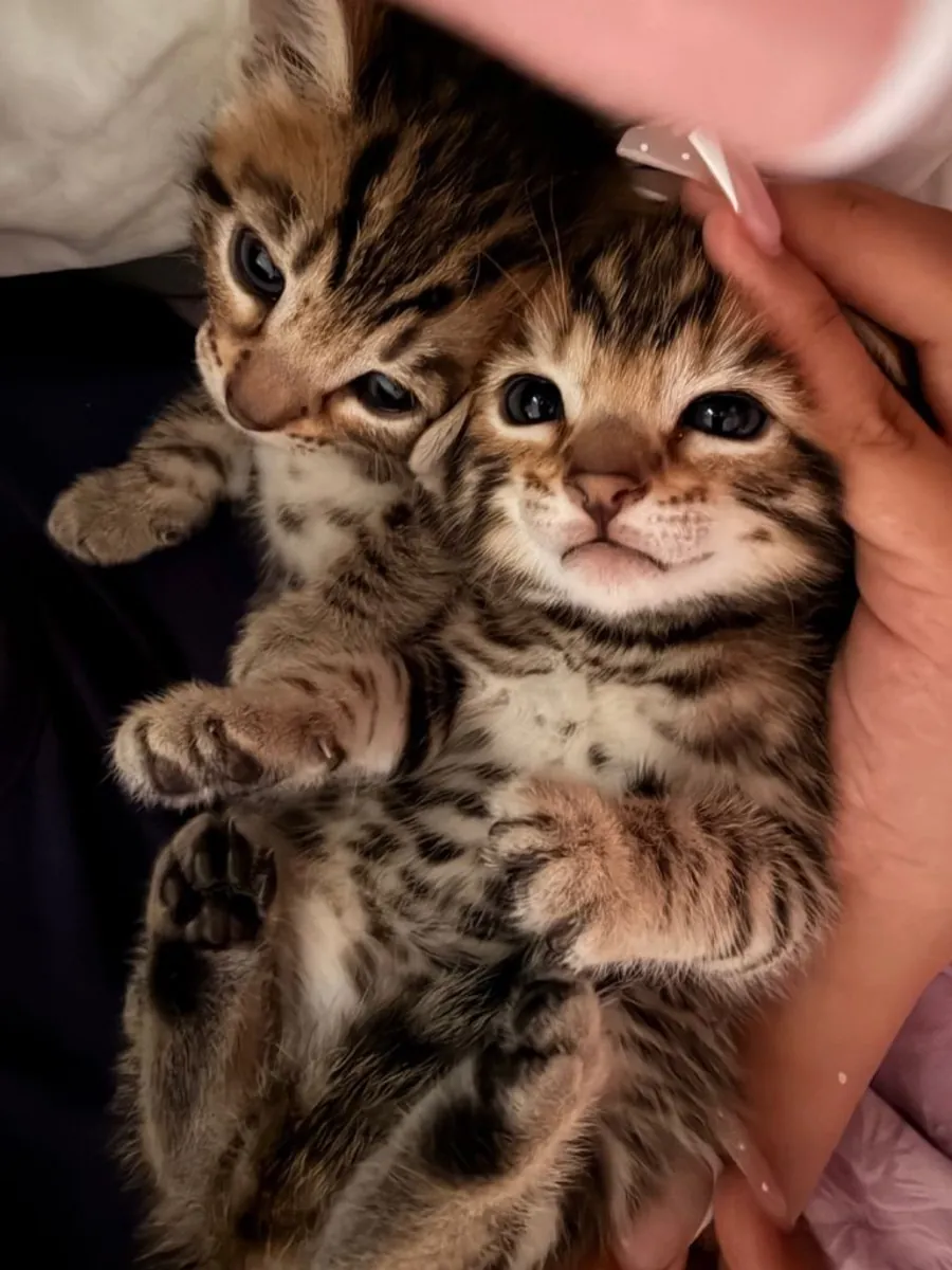 Hermosos gatitos bengalíes