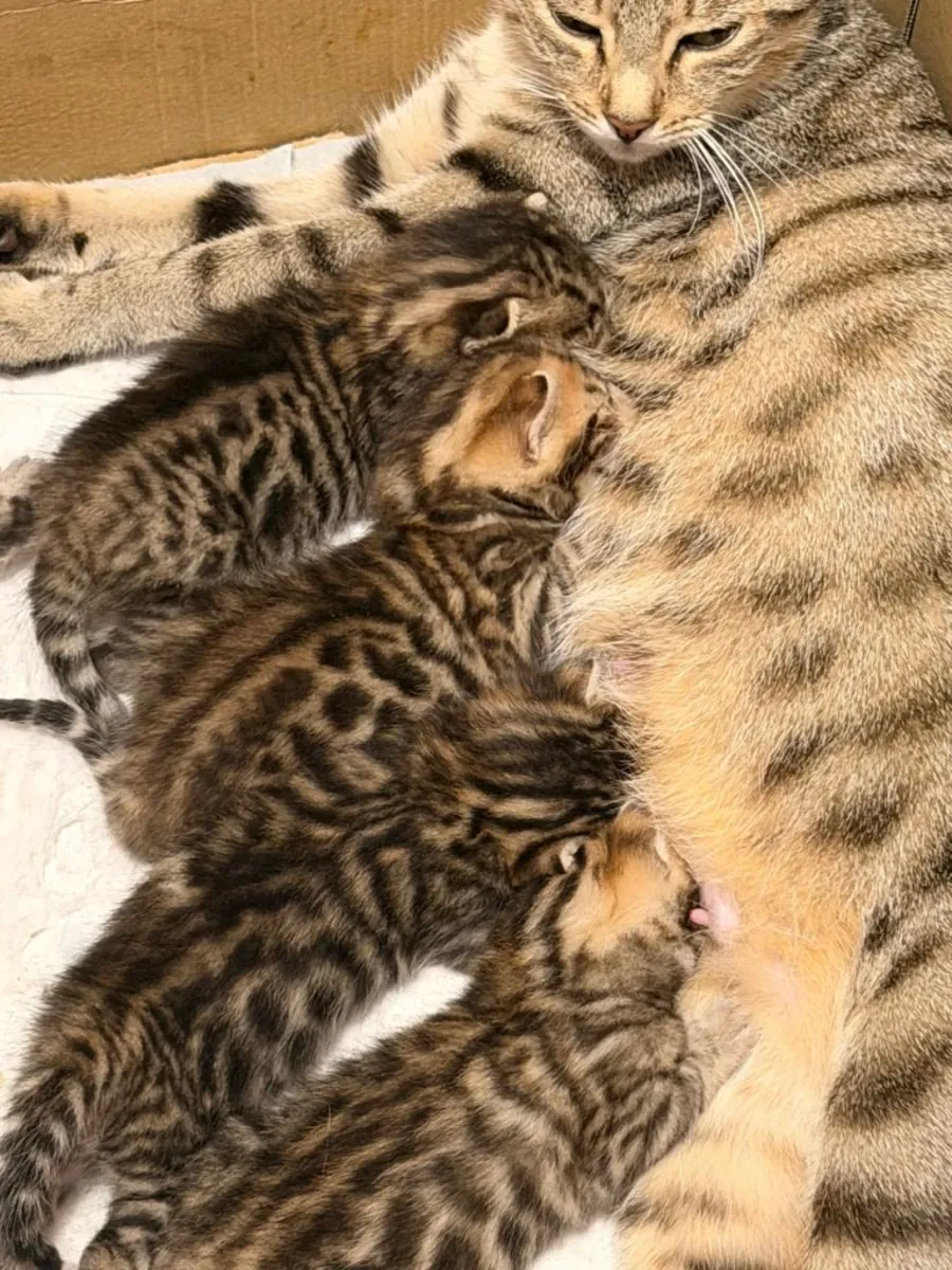 Hermosos gatitos bengalíes