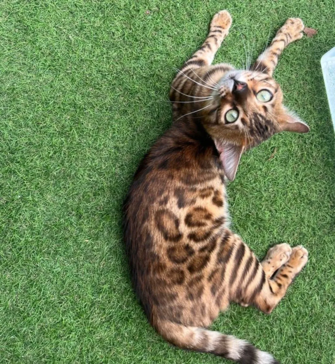 Hermosos gatitos bengalíes