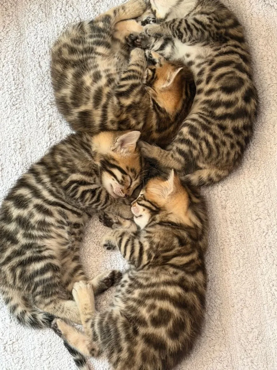Hermosos gatitos bengalíes
