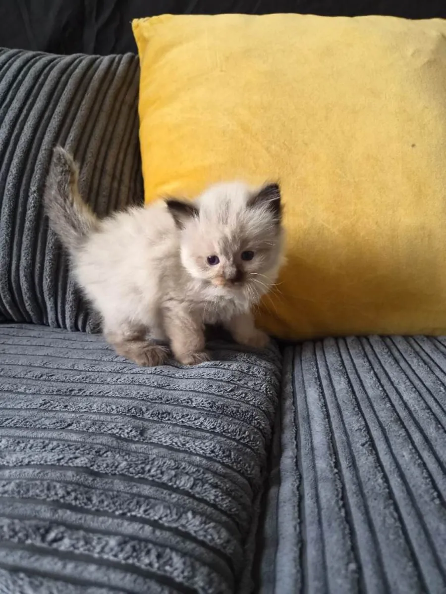 Adorables chatons Ragdoll de race pure