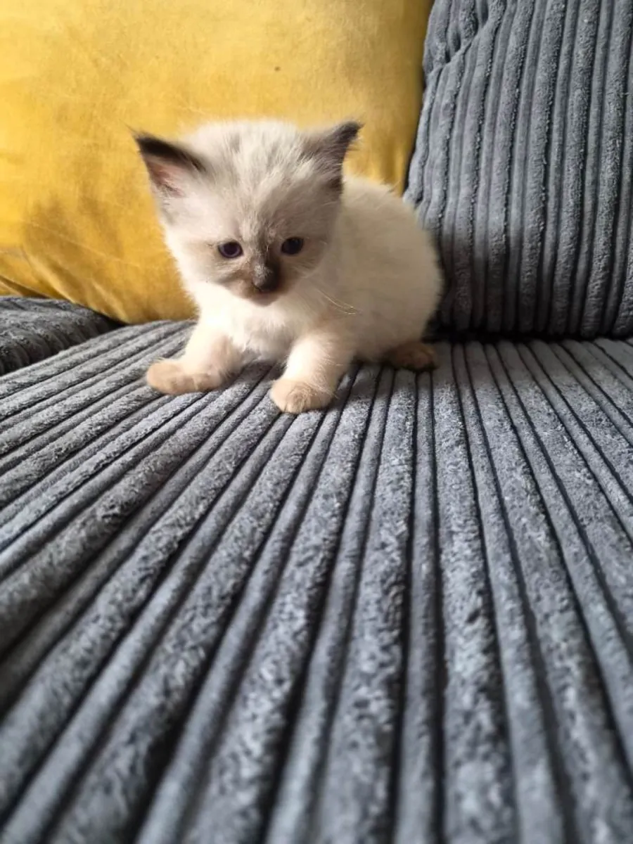 Adorables chatons Ragdoll de race pure