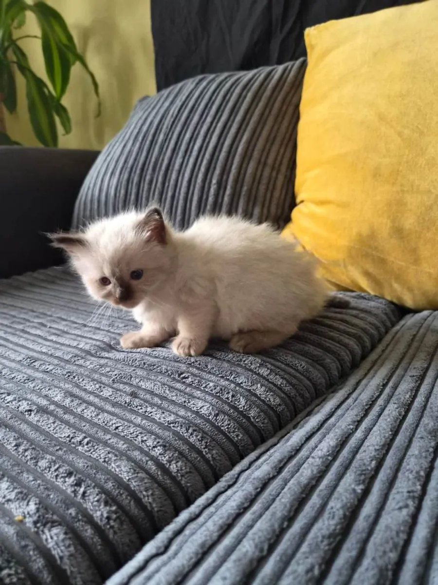 Adorables chatons Ragdoll de race pure