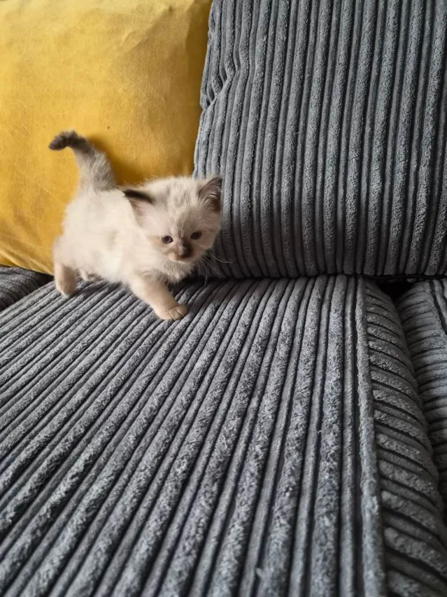 Adorables chatons Ragdoll de race pure