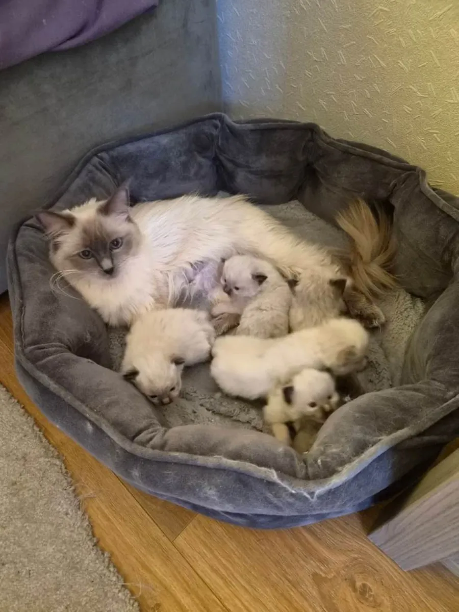 Adorables chatons Ragdoll de race pure