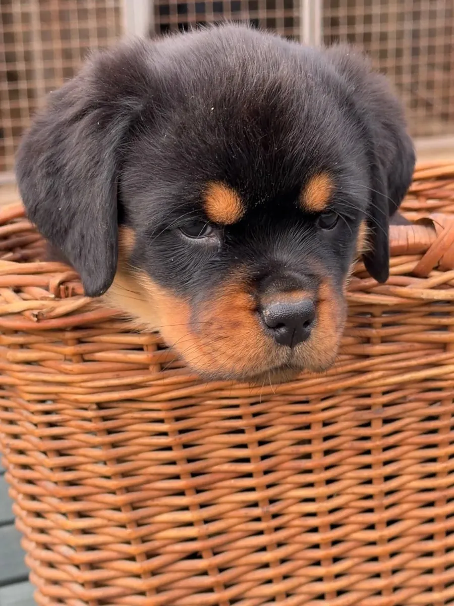 Cachorros Rottweiler