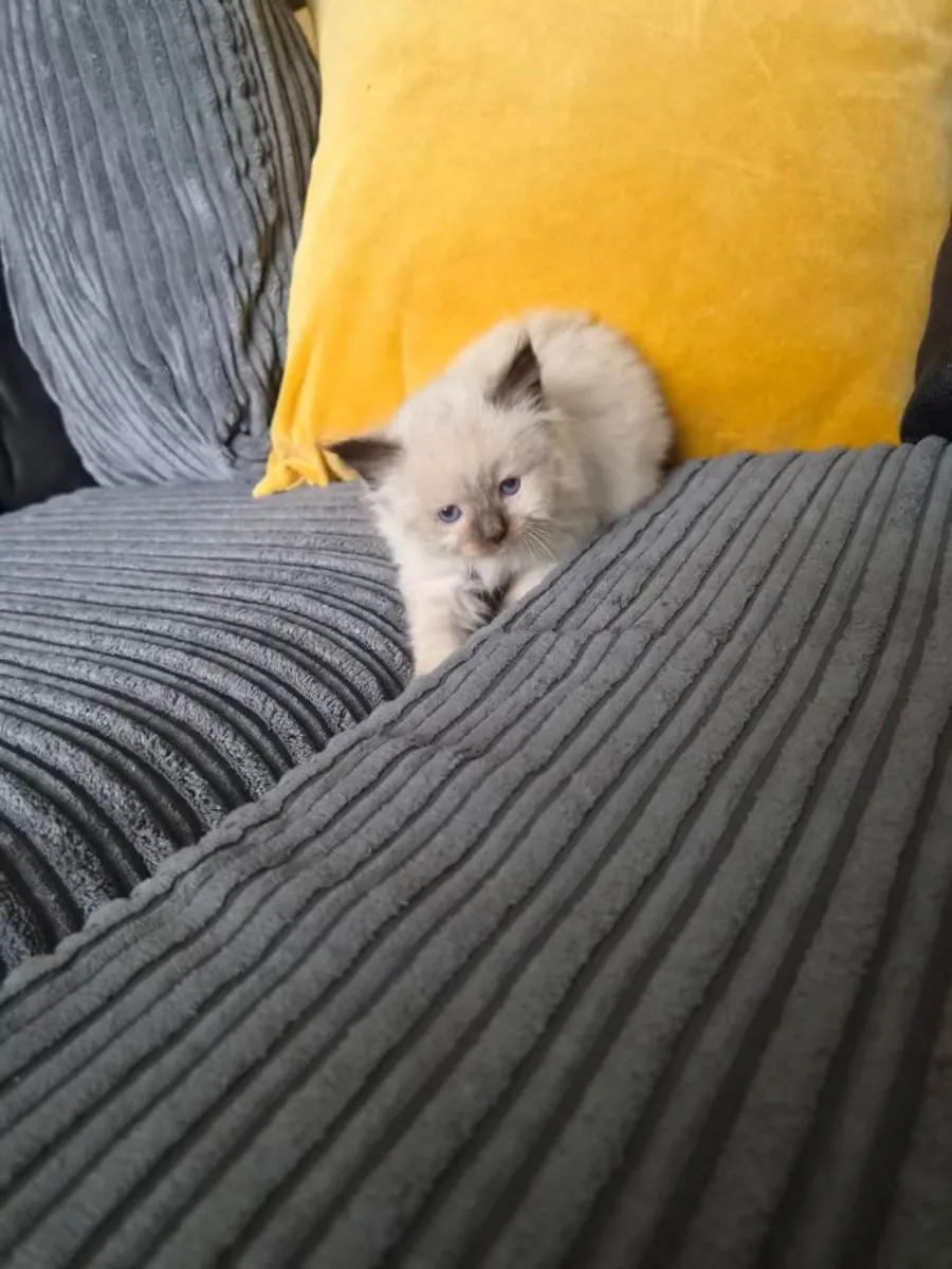 Adorables chatons Ragdoll de race pure