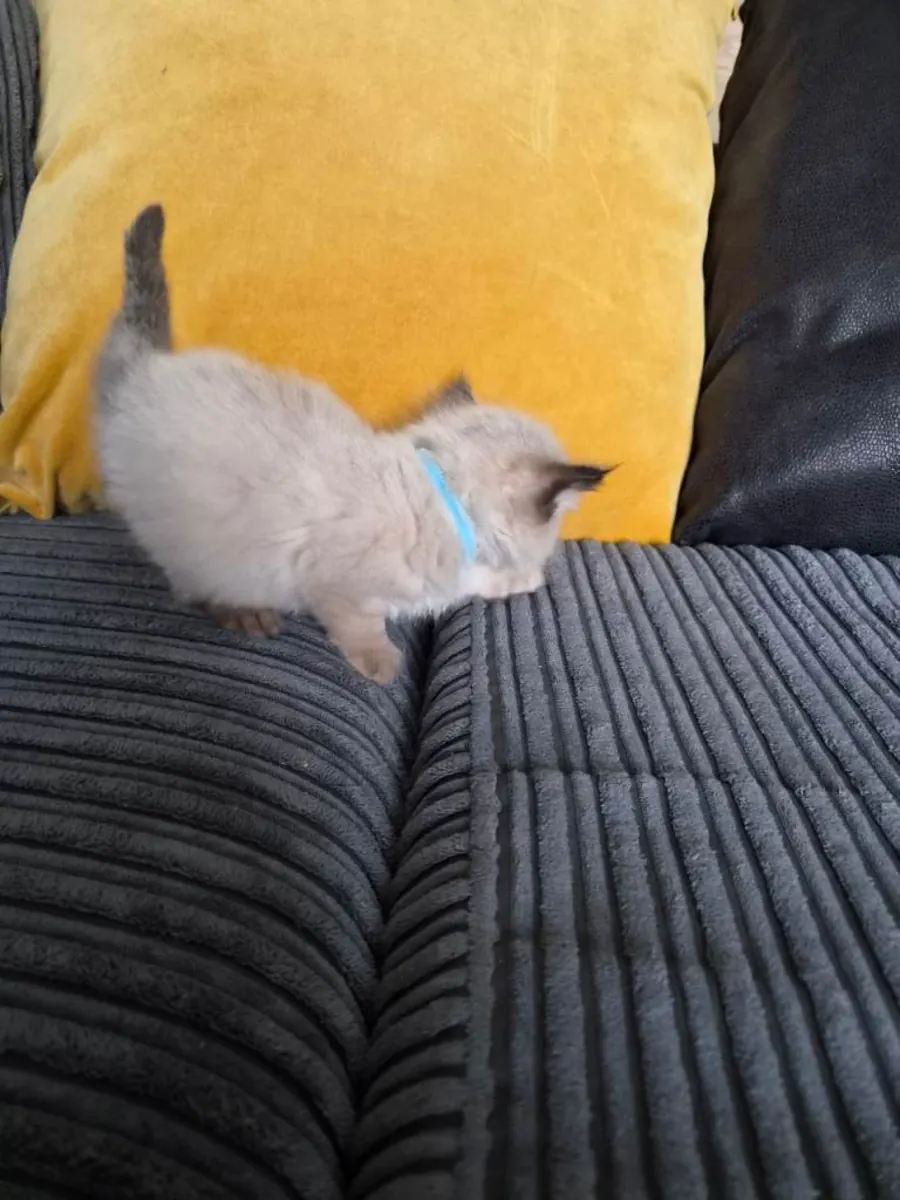 Adorables chatons Ragdoll de race pure