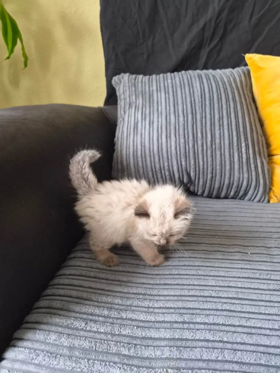 Adorables chatons Ragdoll de race pure