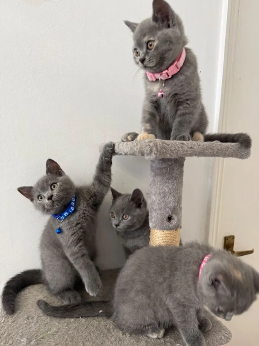 Nos chatons British Shorthair