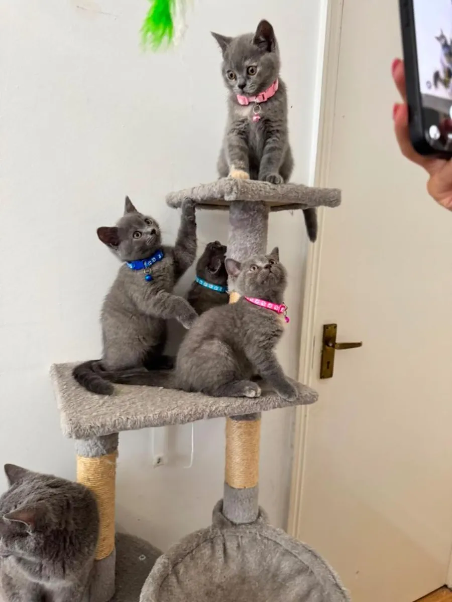 Nos chatons British Shorthair