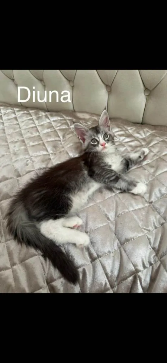 Gatitos Maine Coon