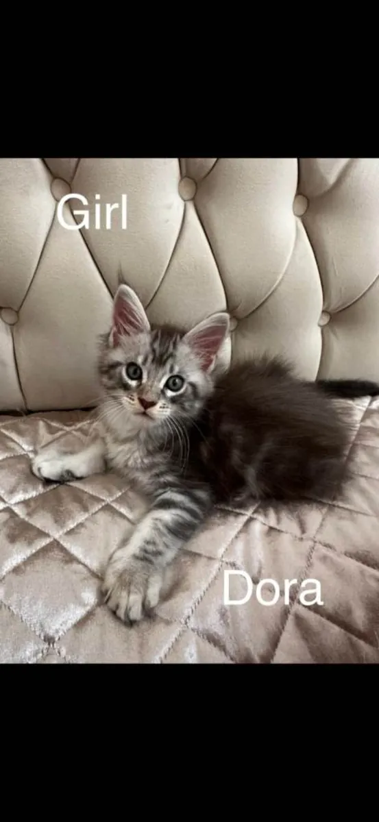 Gatitos Maine Coon