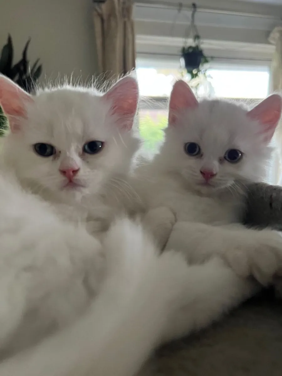 Chatons Persans