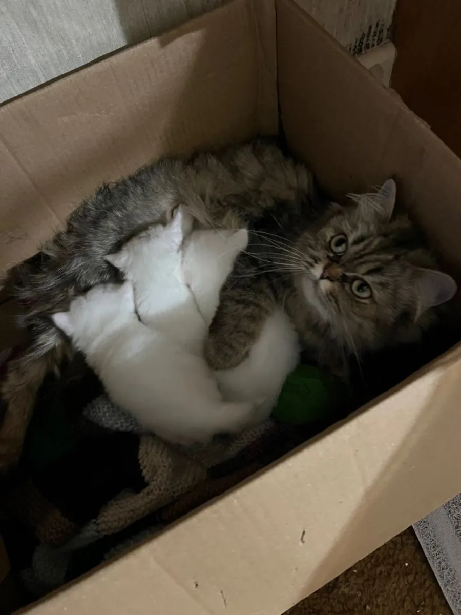 Chatons Persans