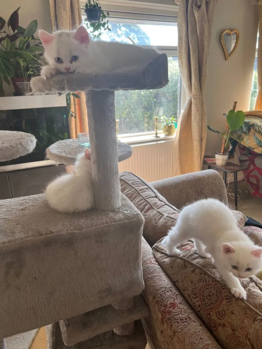Chatons Persans