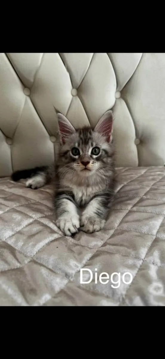 Gatitos Maine Coon