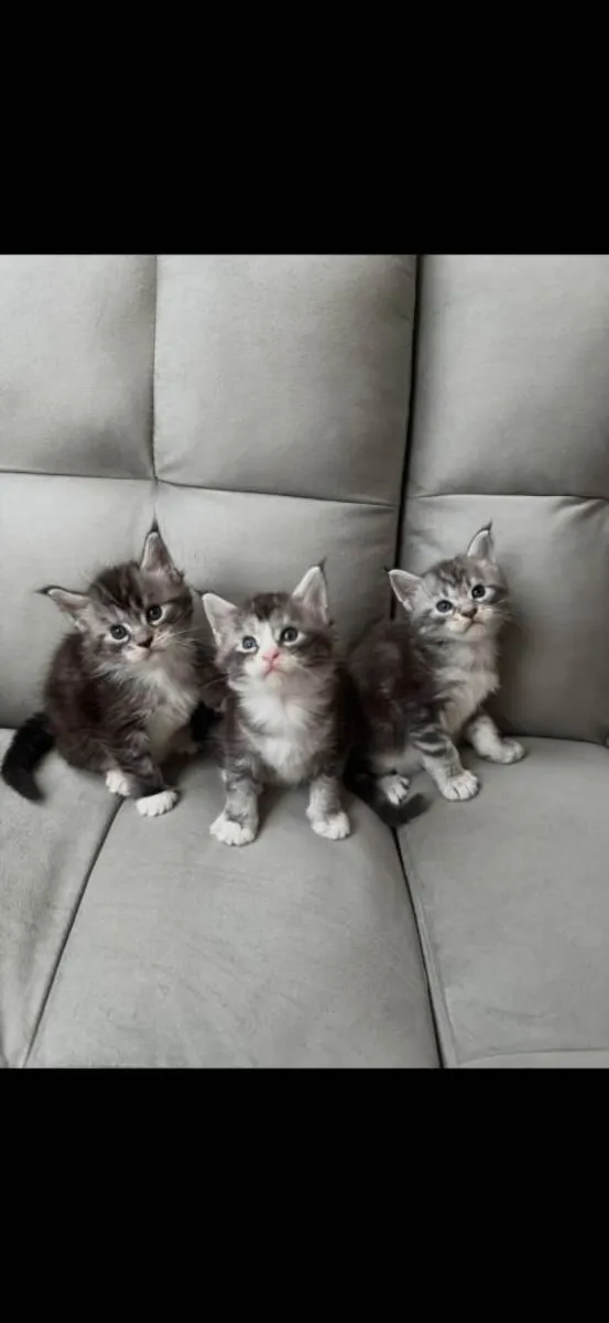 Gatitos Maine Coon