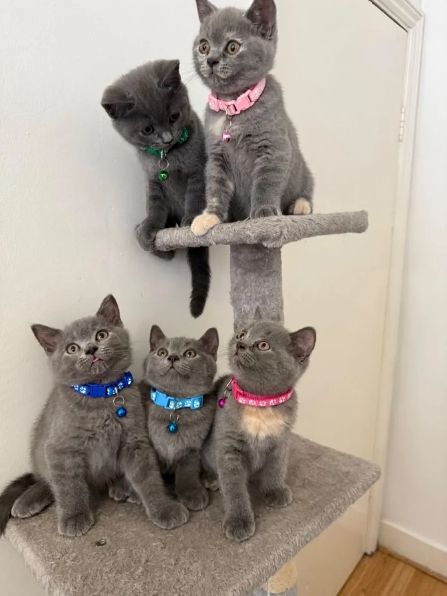 Nos chatons British Shorthair