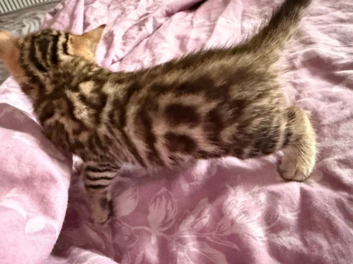 Hermosos gatitos bengalíes