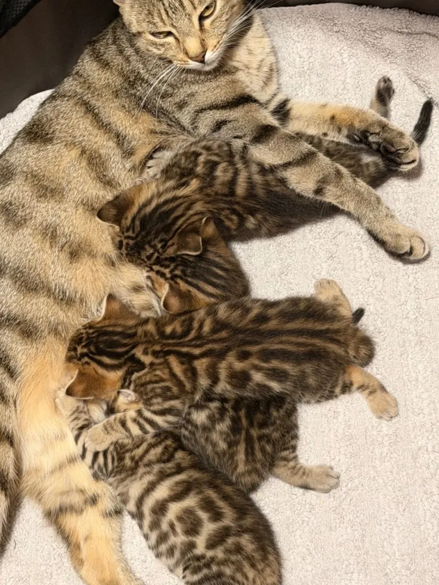 Hermosos gatitos bengalíes