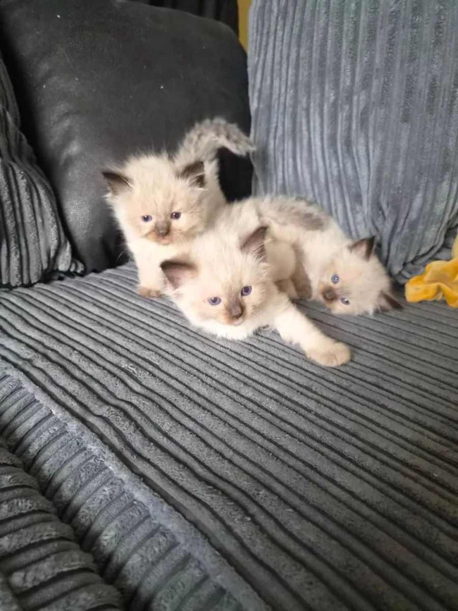 Adorables chatons Ragdoll de race pure