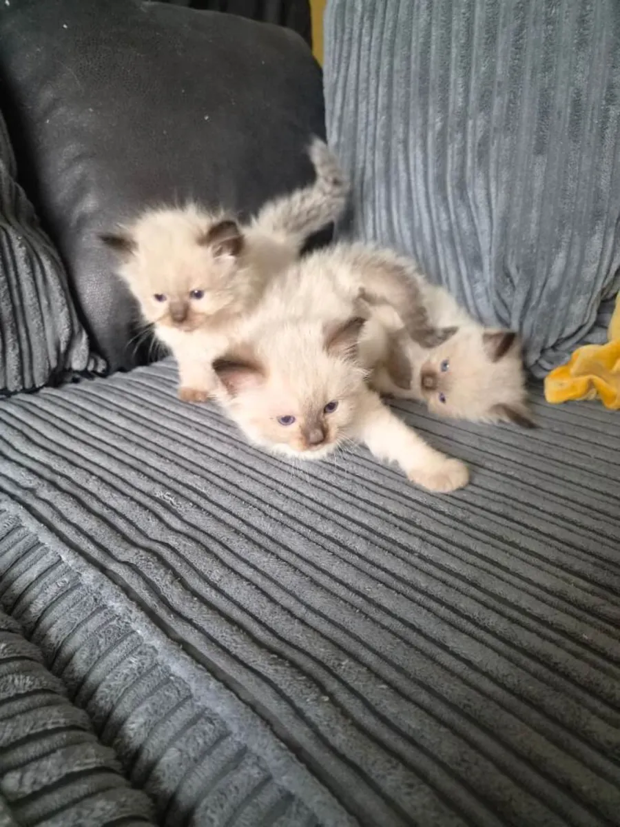 Adorables chatons Ragdoll de race pure