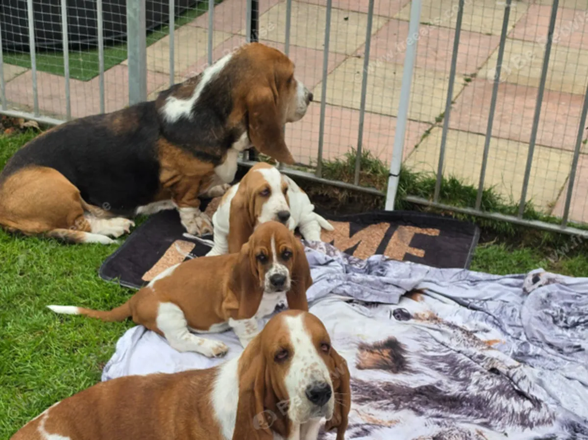 Dulces cachorros Basset hound