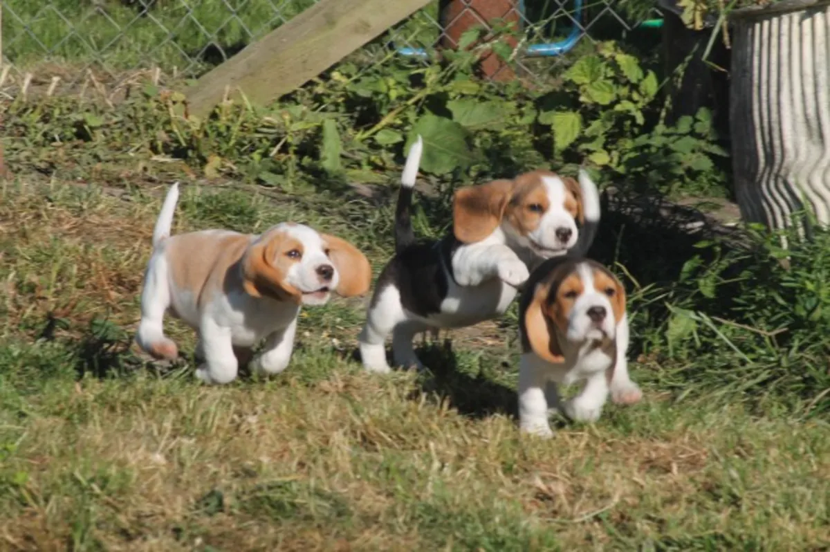 Beaux chiots Beagle