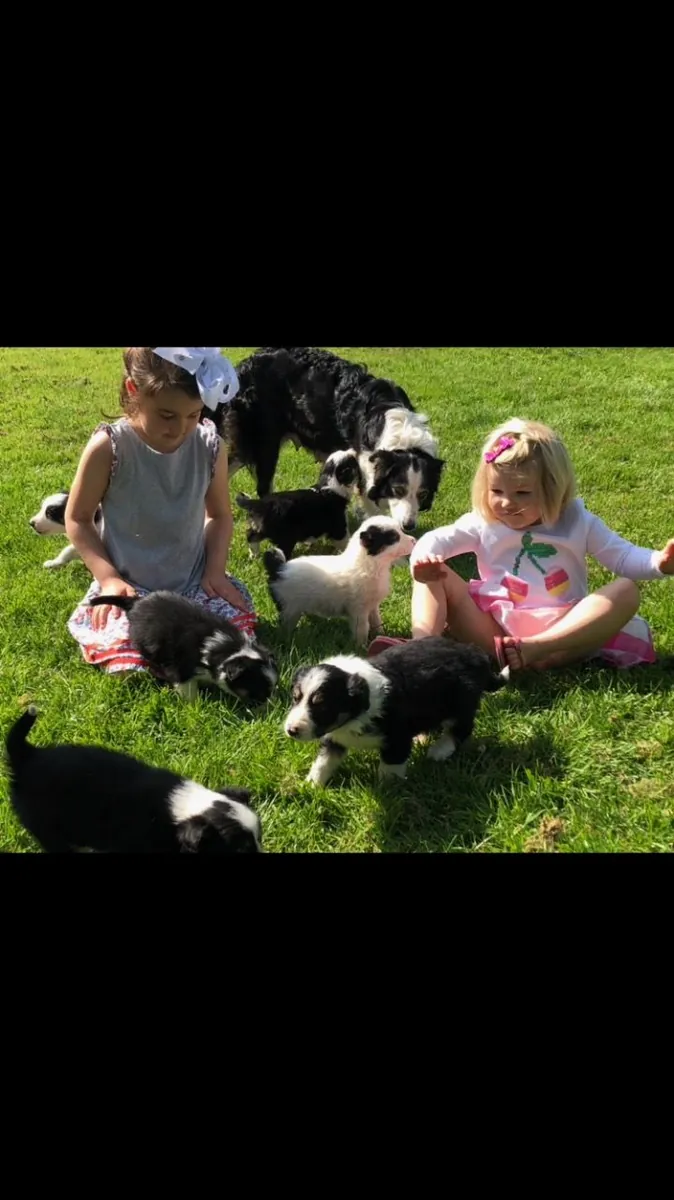 Impresionantes cachorros Border Collie