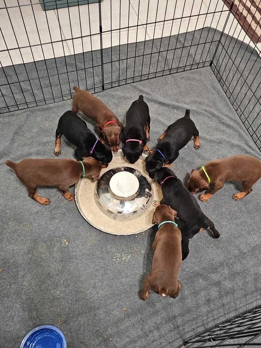 Preciosos cachorros Doberman