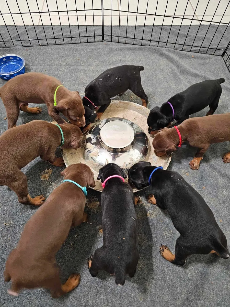 Preciosos cachorros Doberman