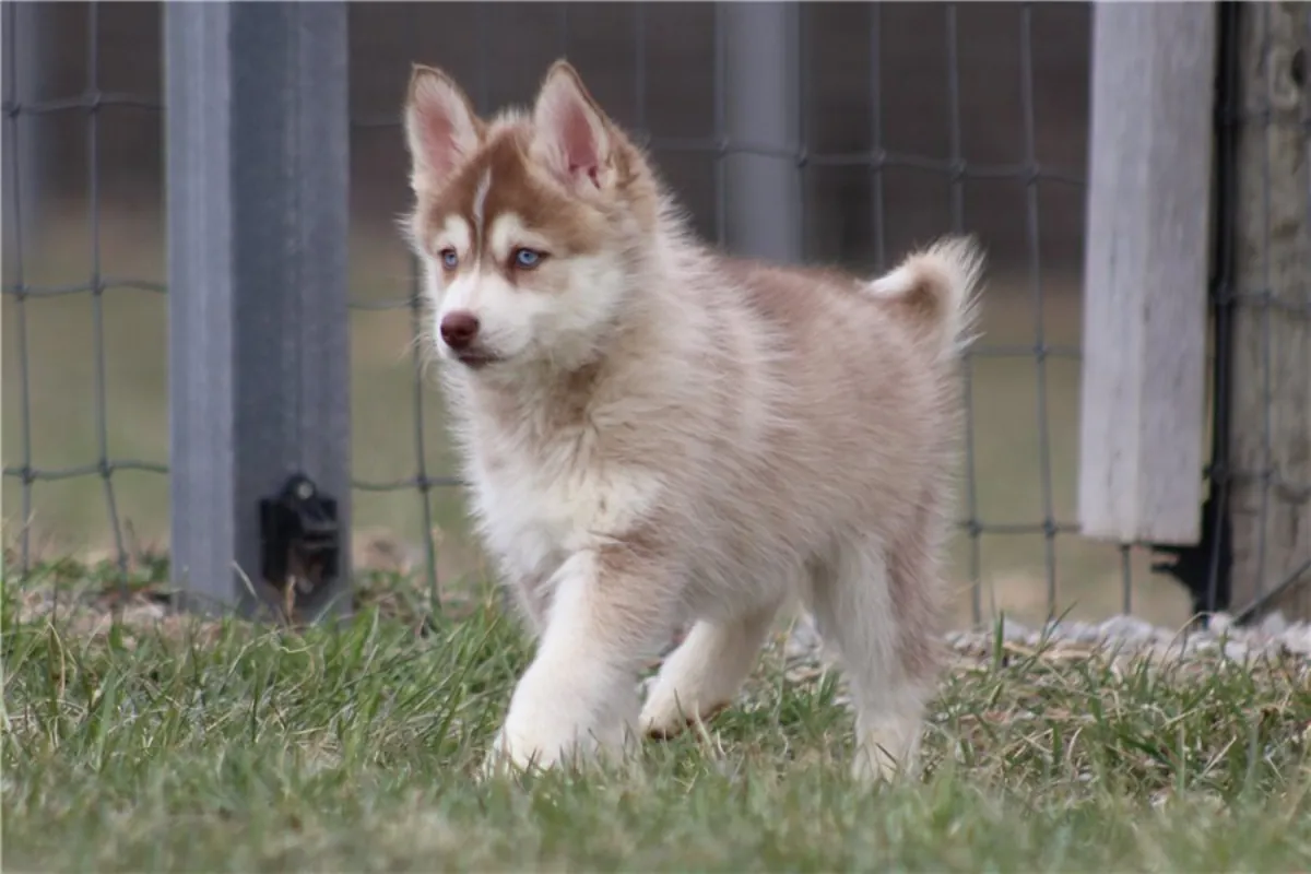 纯种西伯利亚哈士奇幼犬