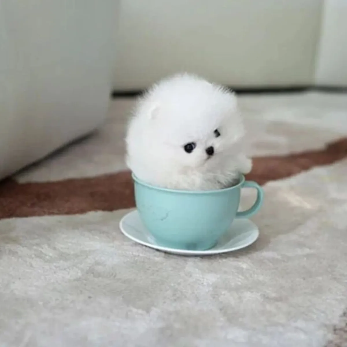 Chiots Pomeranian (Race pure):