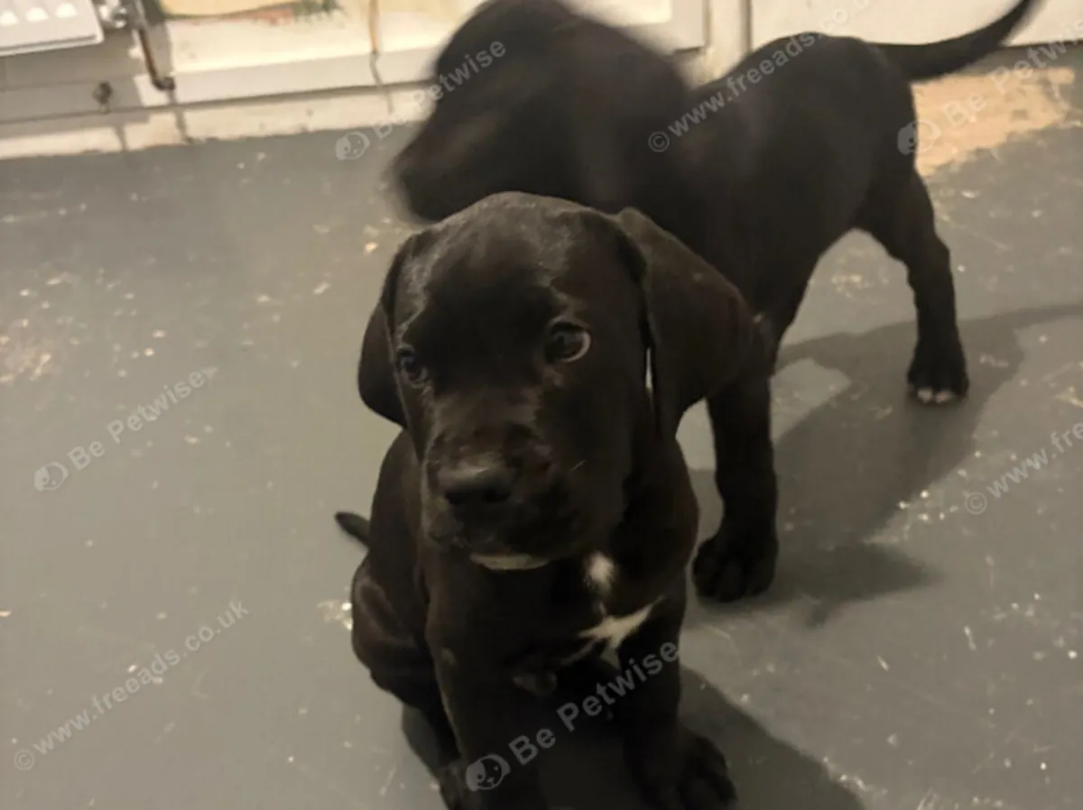 Chiots cane corso