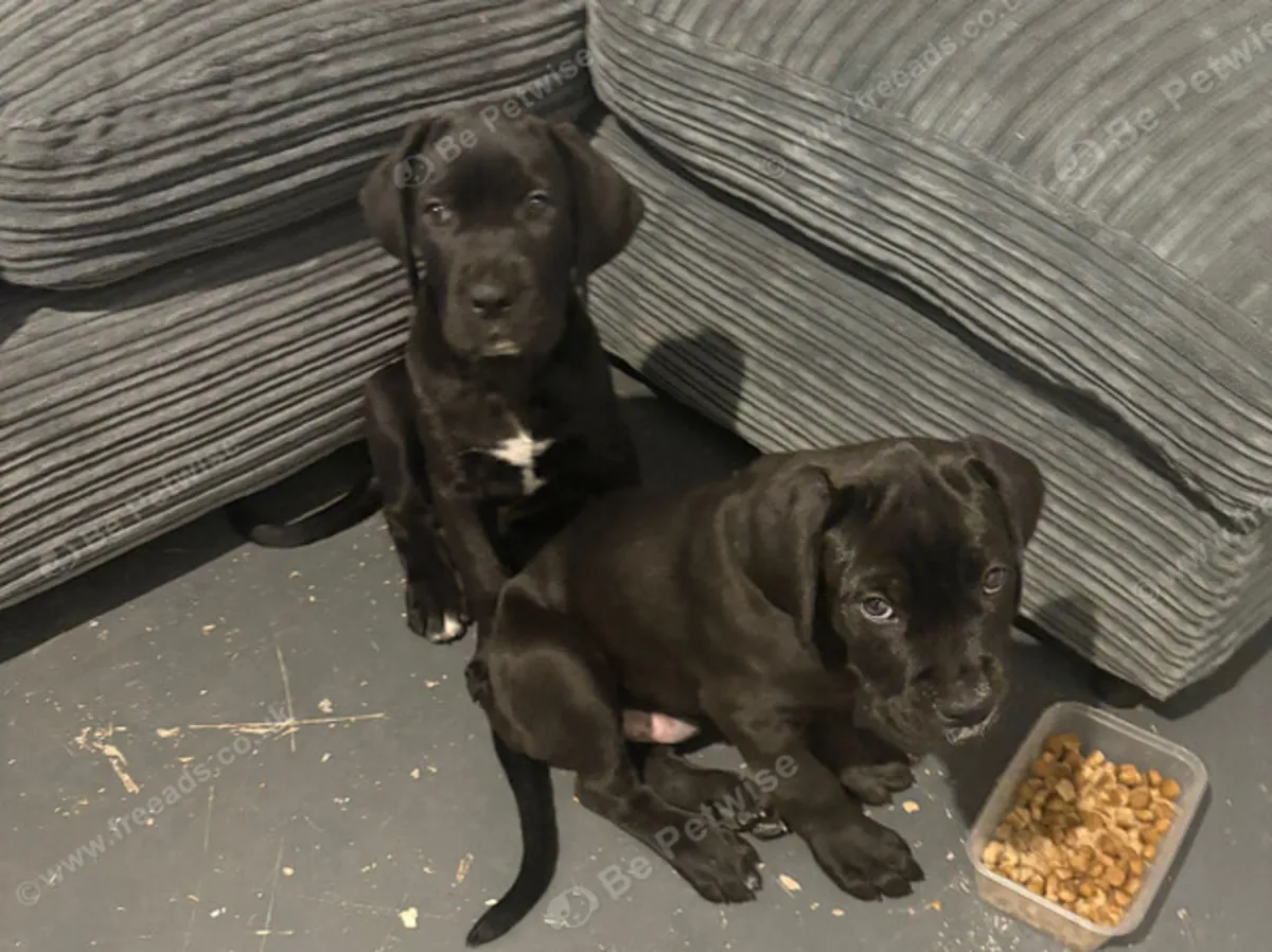 Chiots cane corso