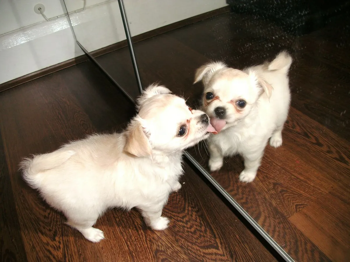 Hermosos cachorros Chihuahua – 2 disponibles