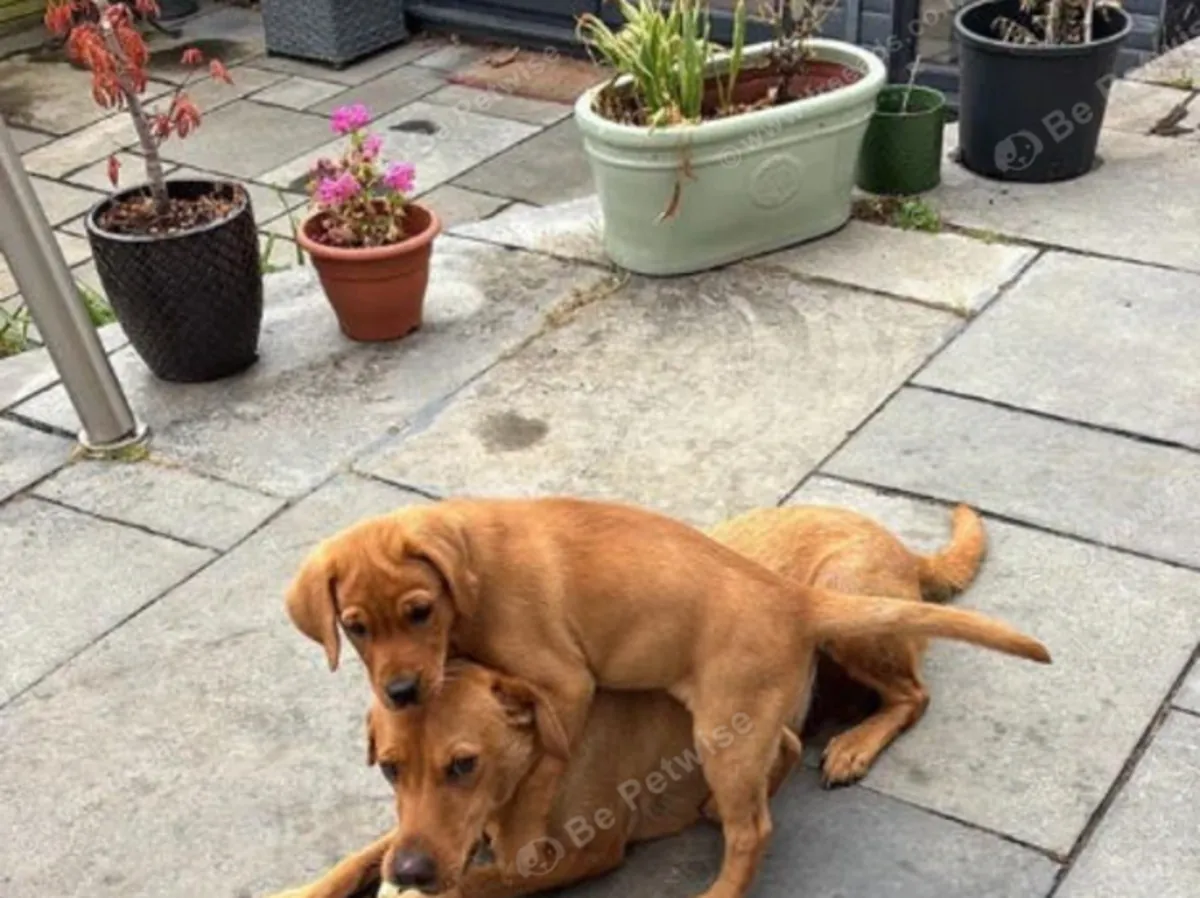 Chiots Labrador Renard Rouge