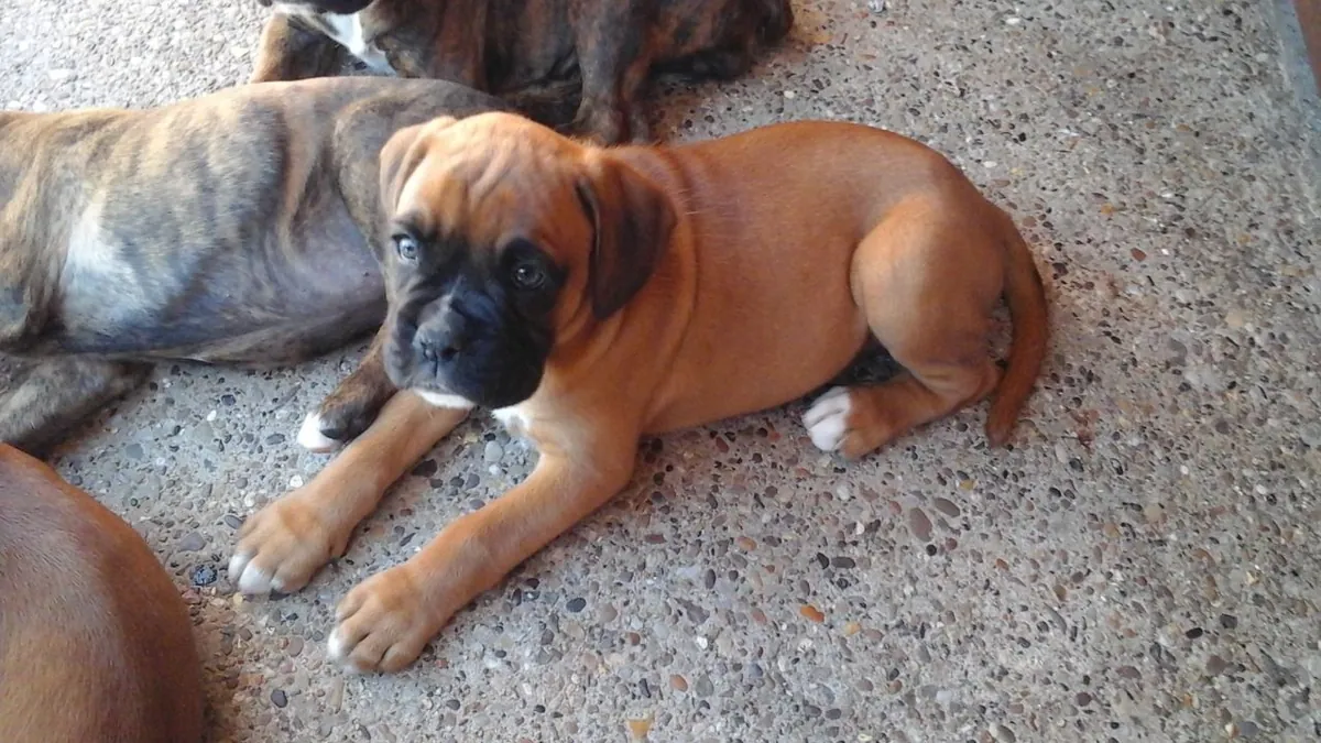 Hermosos Cachorros Boxer Buscando Hogares Amorosos