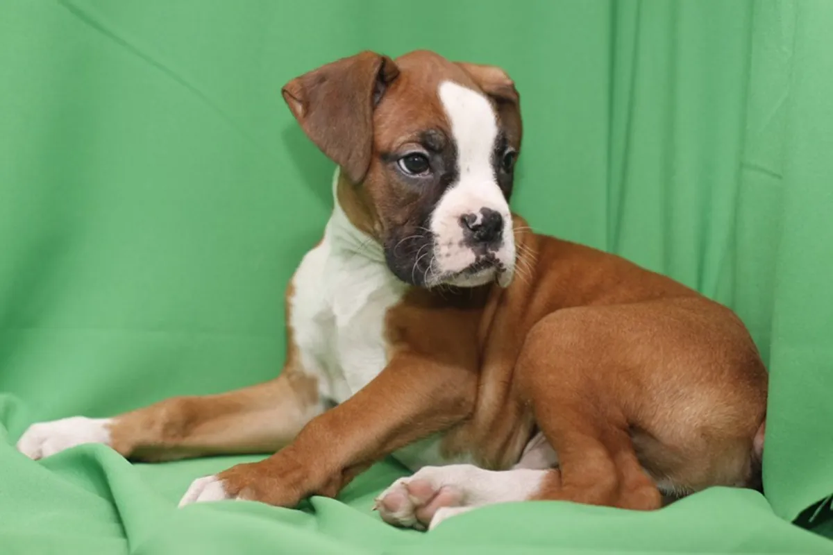 Cachorros Boxer Juguetones Buscando Familias para Siempre
