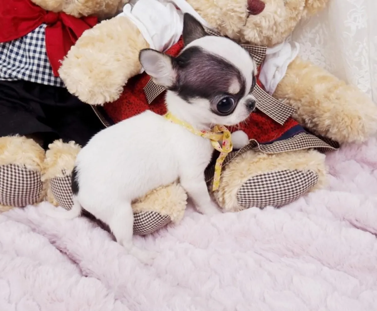 Cachorros mini chihuahua disponibles para adopción