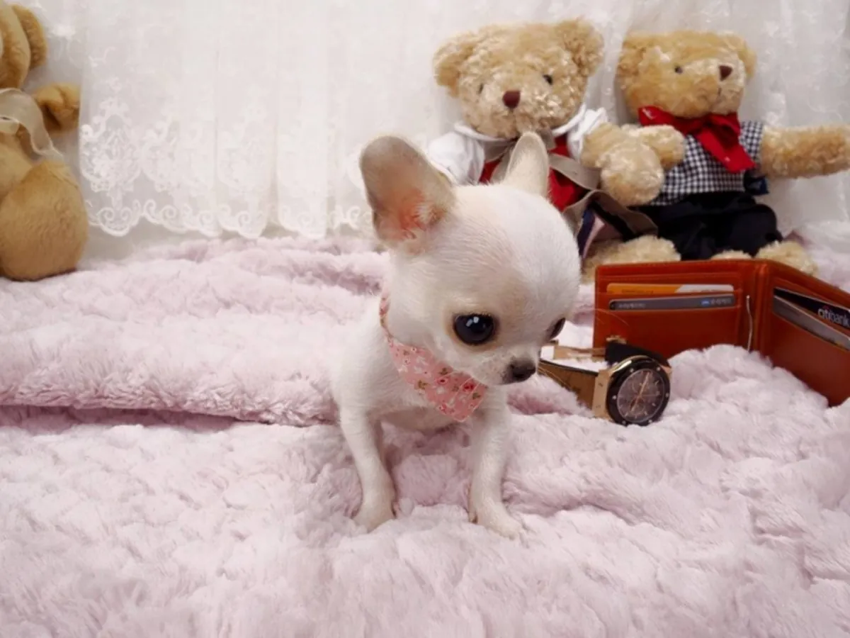 Cachorros mini chihuahua disponibles para adopción