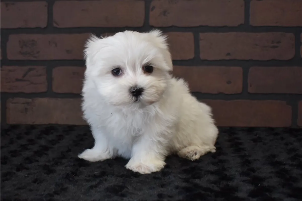 Chiots Bichon Maltais