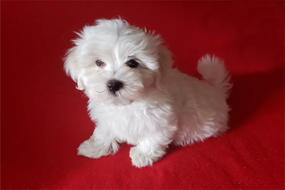 Chiots Bichon Maltais