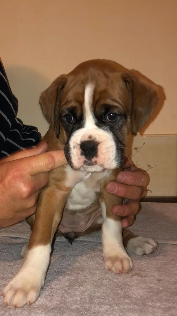 Chiots Boxer Joueurs Cherchent Familles Pour Toujours