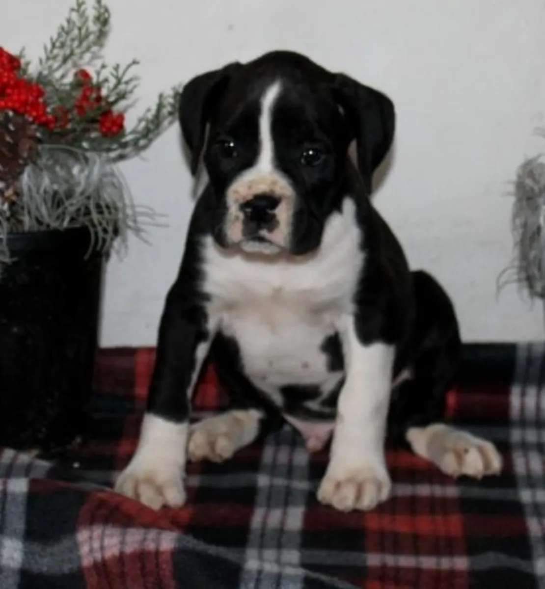 Chiots Boxer Charmants – Mâles et Femelles Disponibles