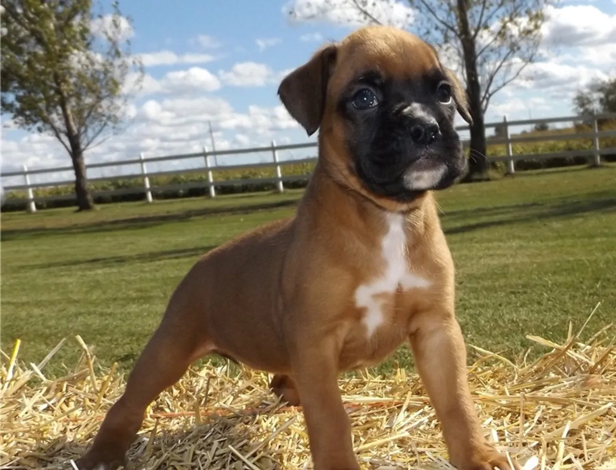Cachorros Boxer Encantadores Buscan Hogares Cariñosos